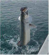 Fishing Key West Florida